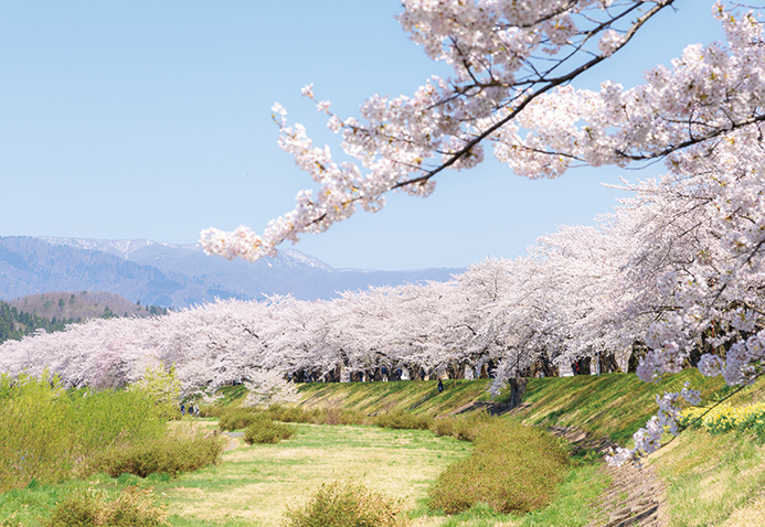 角館の桜