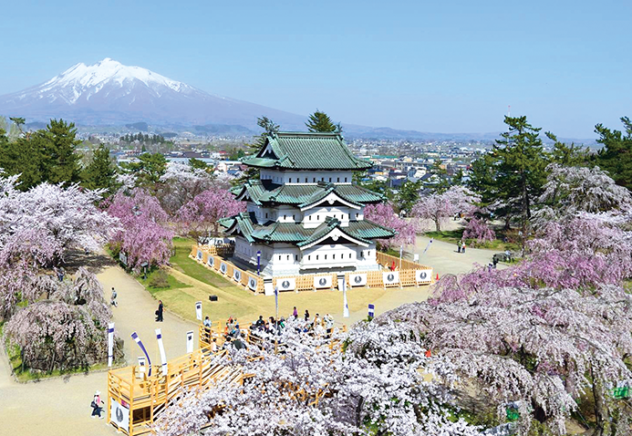 弘前公園の桜
