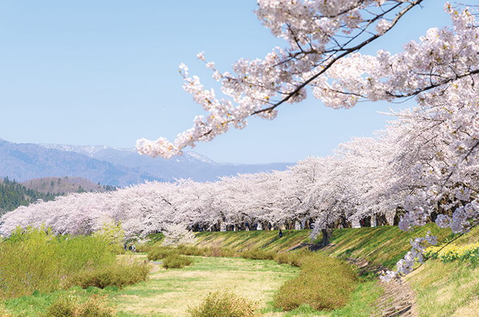 角館の桜